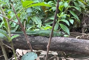 Экскурсия на мангровой лодке в Кепосе