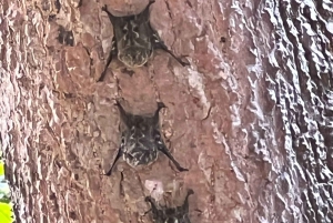 Экскурсия на мангровой лодке в Кепосе