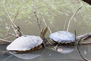 Экскурсия на мангровой лодке в Кепосе