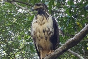 Экскурсия на мангровой лодке в Кепосе