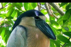 Экскурсия на мангровой лодке в Кепосе