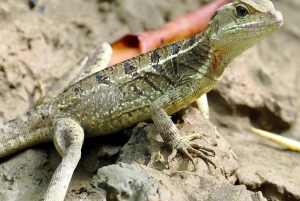 Экскурсия на мангровой лодке в Кепосе