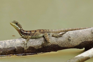 Экскурсия на мангровой лодке в Кепосе