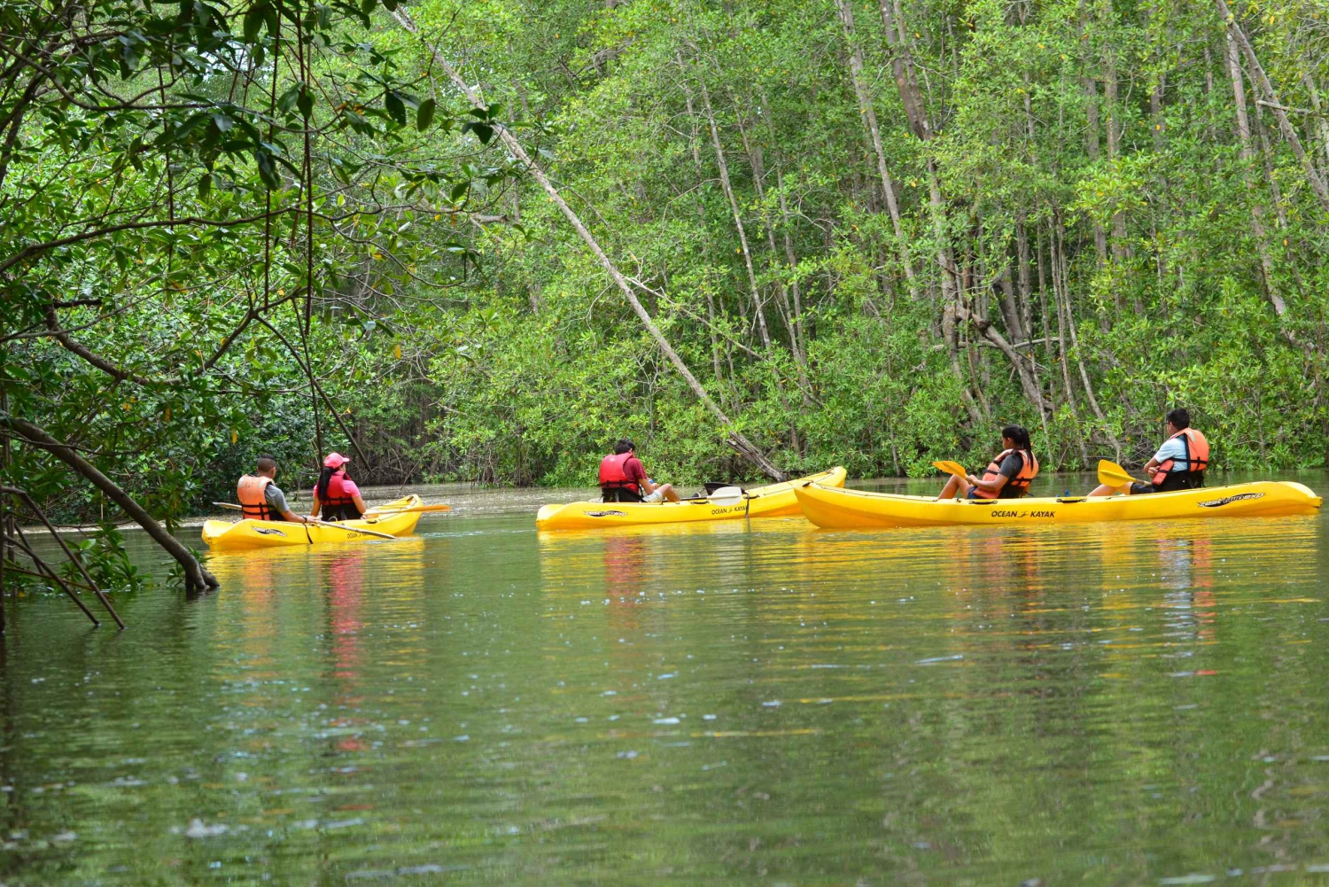 Quepos : Excursion en kayak dans la mangrove