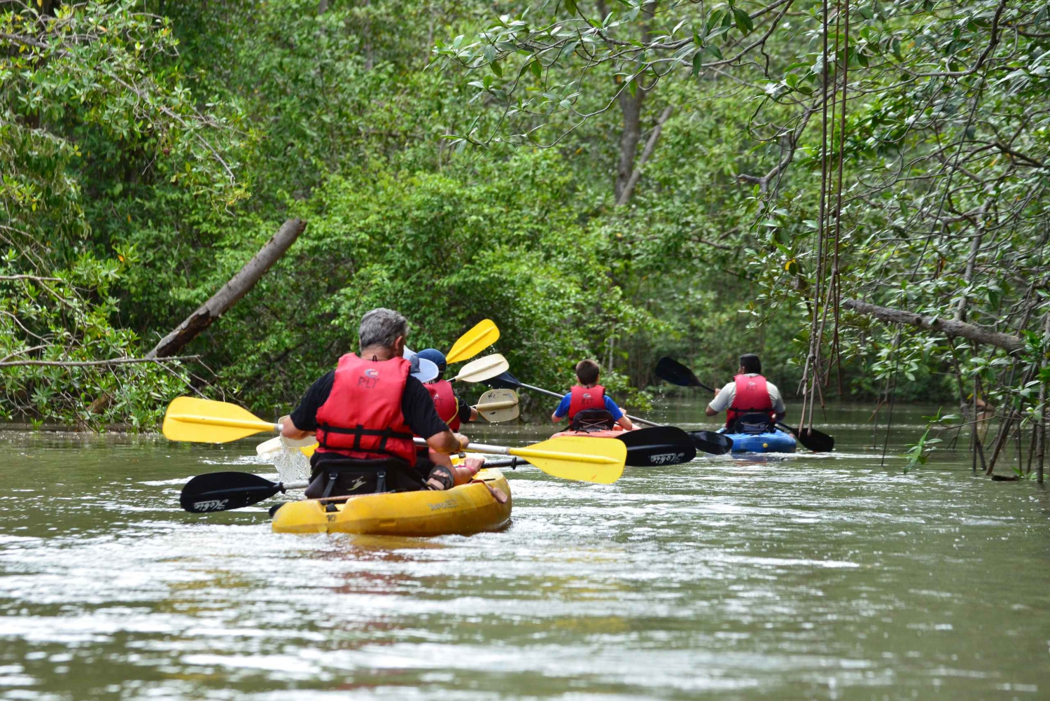 Quepos : Excursion en kayak dans la mangrove