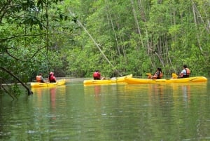 Quepos: Mangrove Kayaking Tour