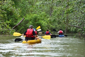 Quepos : Excursion en kayak dans la mangrove