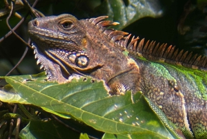 Tour en los manglares de Quepos en Manuel Antonio en bote con los monos