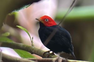 Tour en los manglares de Quepos en Manuel Antonio en bote con los monos