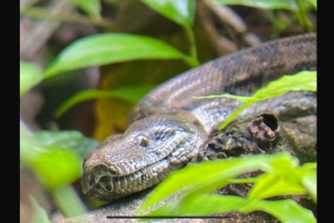 Tour en los manglares de Quepos en Manuel Antonio en bote con los monos