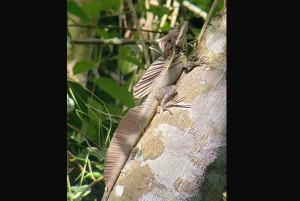 Tour en los manglares de Quepos en Manuel Antonio en bote con los monos