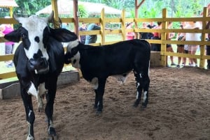 Quepos: Manuel Antonio-tur med lokal smag