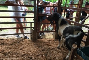 Quepos: Manuel Antonio-tur med lokal smag