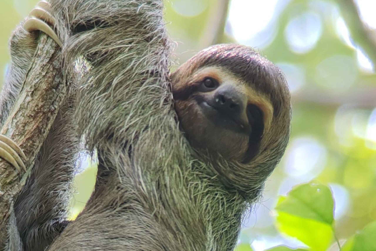 Quepos : Visite guidée du parc national Manuel Antonio