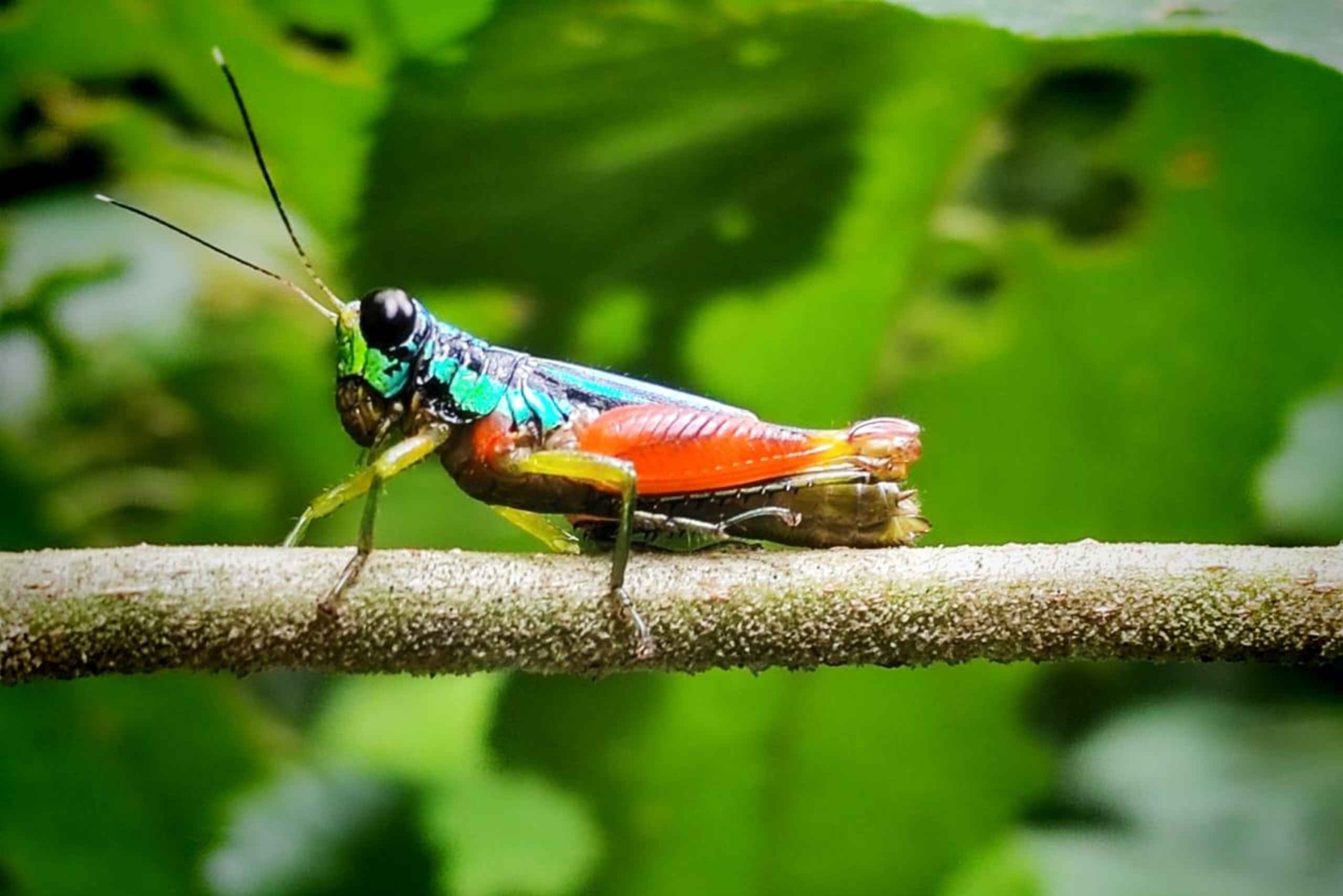 Quepos : Visite guidée du parc national Manuel Antonio
