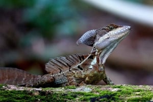 Quepos: Manuel Antonio National Park Guided Tour