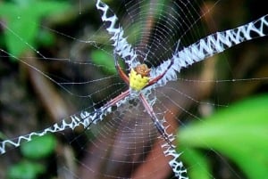 Quepos: Visita guiada al Parque Nacional Manuel Antonio