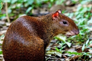 Quepos: Visita guiada al Parque Nacional Manuel Antonio