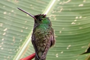 Quepos: Manuel Antonio National Park Guided Tour