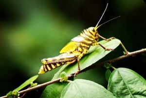 Quepos: Manuel Antonio National Park Guided Tour