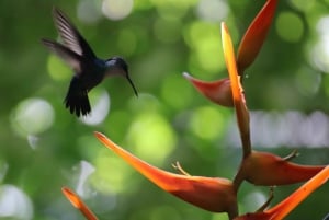 Quepos: Manuel Antonio National Park Guided Tour