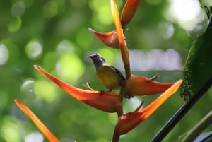 Quepos: Manuel Antonio National Park Guided Tour