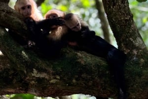 Quepos: Manuel Antonio National Park Guided Tour