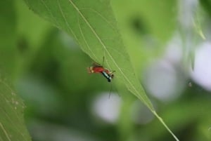 Quepos: Manuel Antonio National Park Guided Tour