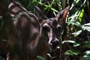 Quepos: Manuel Antonio National Park Guided Tour