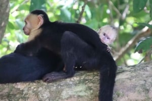 Quepos: Manuel Antonio National Park Guided Tour