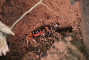Quepos : Visite guidée du parc national Manuel Antonio