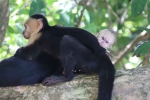 Quepos : Visite guidée du parc national Manuel Antonio