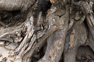 Quepos : Visite guidée du parc national Manuel Antonio