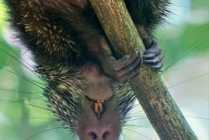 Quepos : Visite guidée du parc national Manuel Antonio