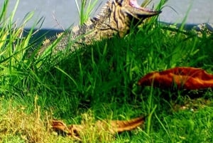 Quepos : Visite guidée du parc national Manuel Antonio