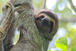 Quepos : Visite guidée du parc national Manuel Antonio