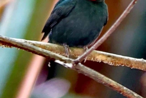 Quepos : Visite guidée du parc national Manuel Antonio