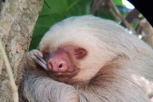Quepos : Visite guidée du parc national Manuel Antonio