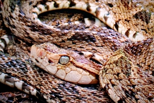 Quepos : Visite guidée du parc national Manuel Antonio