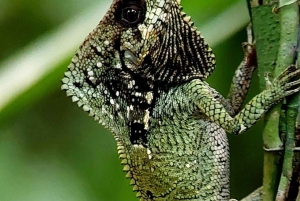 Quepos : Visite guidée du parc national Manuel Antonio