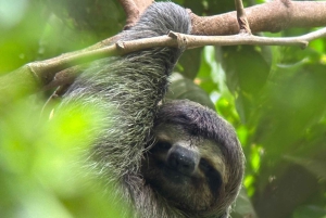 Quepos : Visite guidée du parc national Manuel Antonio