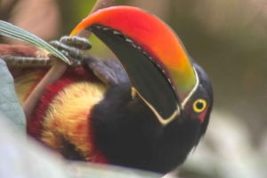 Quepos : Visite guidée du parc national Manuel Antonio