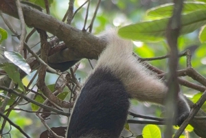 Quepos : Visite guidée du parc national Manuel Antonio