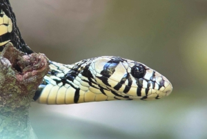 Quepos : Visite guidée du parc national Manuel Antonio