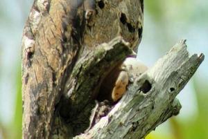 Quepos : Visite guidée du parc national Manuel Antonio