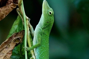 Quepos : Visite guidée du parc national Manuel Antonio