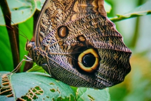 Quepos : Visite guidée du parc national Manuel Antonio