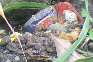 Quepos : Visite guidée du parc national Manuel Antonio