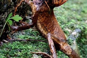 Quepos : Visite guidée du parc national Manuel Antonio