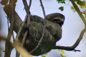 Quepos : Visite guidée du parc national Manuel Antonio